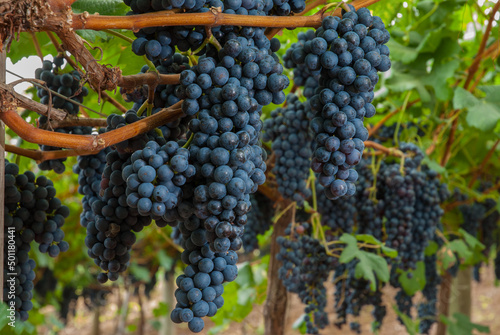 Photos The high altitude wines from the vineyards of Santa Catarina are giving surprising results, due to all the care taken with their grapes, malbec, cabernet sauvignbon, merlot, among others