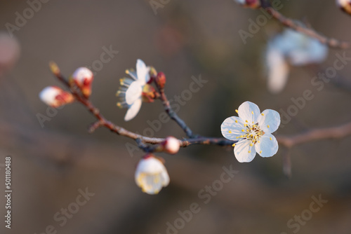 Flowering branch of apricot tree
