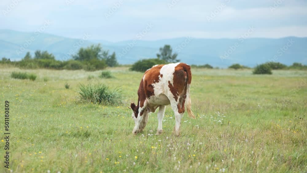 Red cows graze in a pasture with the mountains as a backdrop. Red cows graze in a pasture with the mountains as a backdrop.