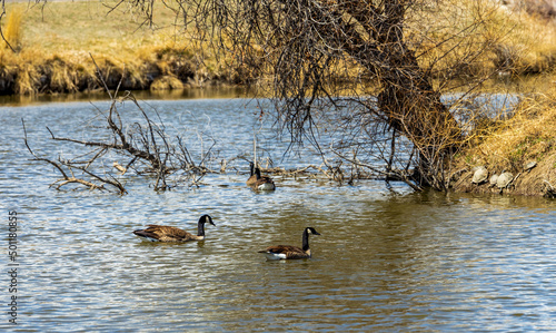 Geese and turtles in the Lake Arbor Park, Denver, Colorado © Faina Gurevich