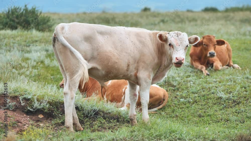 Red bulls grazing in a pasture on a cloudy day. Red bulls grazing in a pasture on a cloudy day.