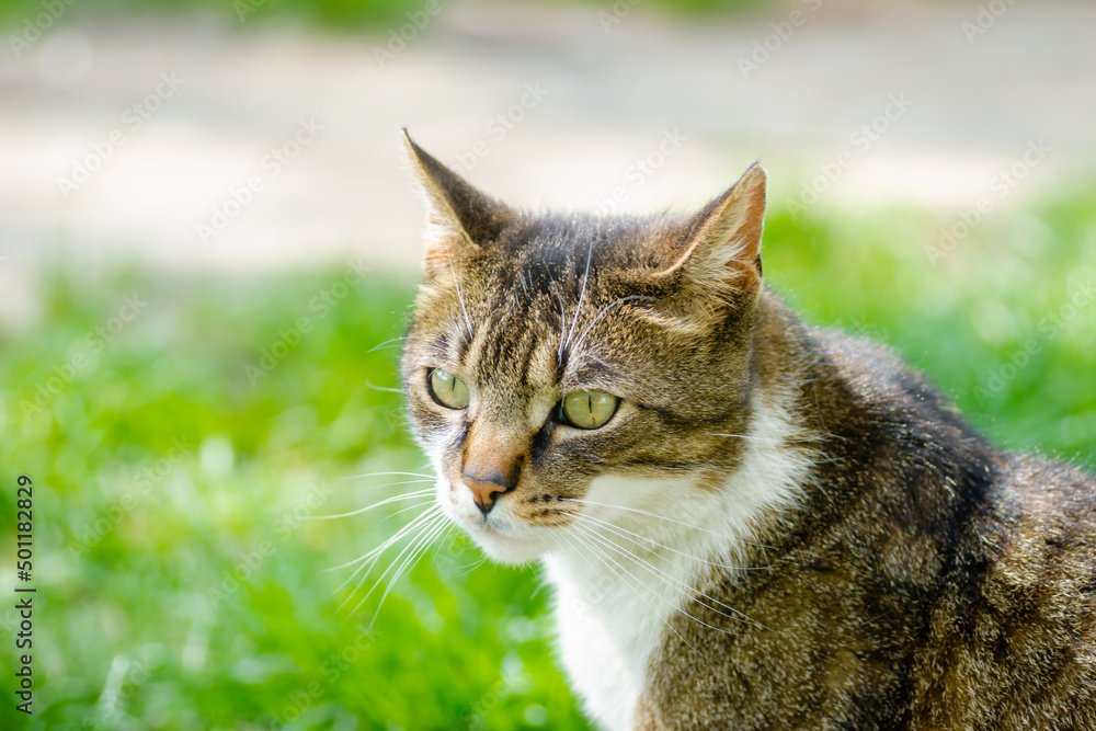 Portrait of a beautiful little brown and white cat on a grassy surface. Portrait of a beautiful little brown and white cat on a grassy surface.