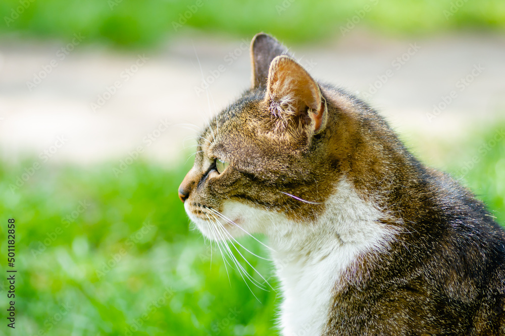 Portrait of a beautiful little brown and white cat on a grassy surface. Portrait of a beautiful little brown and white cat on a grassy surface.