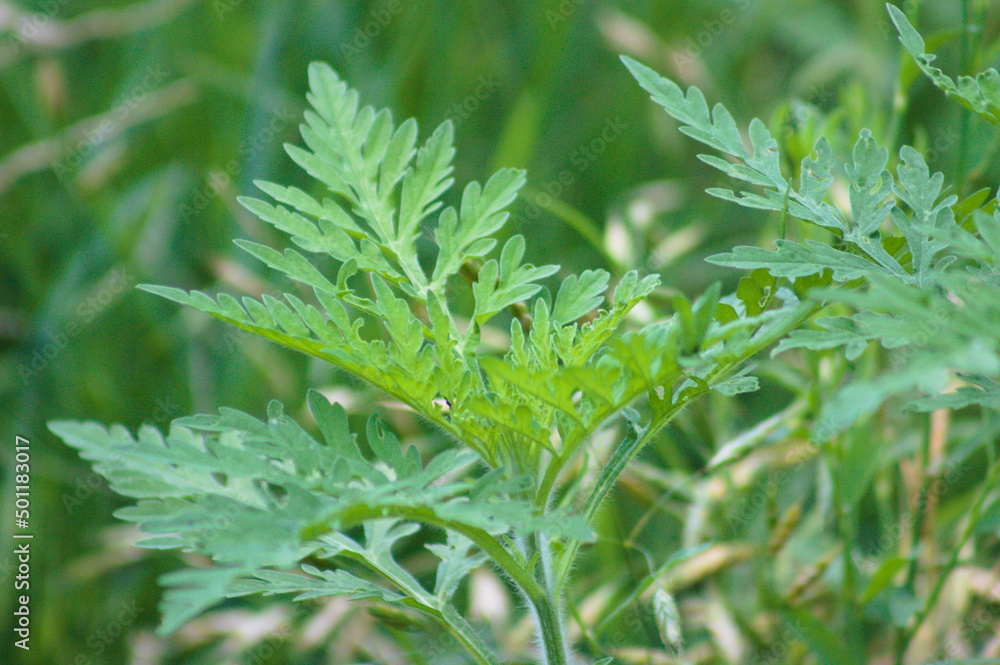 Ambrosia. Closeup of green ragweed leaves with selective focus on foreground Ambrosia. Closeup of green ragweed leaves with selective focus on foreground