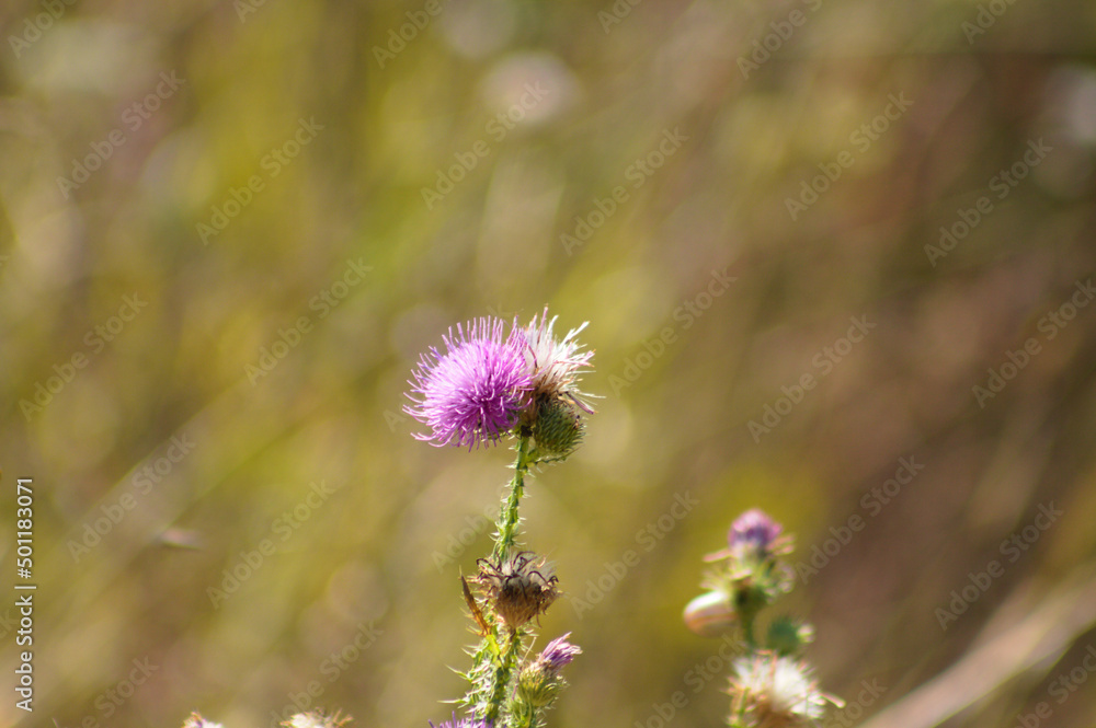 Obraz premium Closeup of spiny plumeless thistle flower with green blurred background