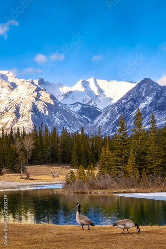 Geese By Cascade Ponds In Banff National Park