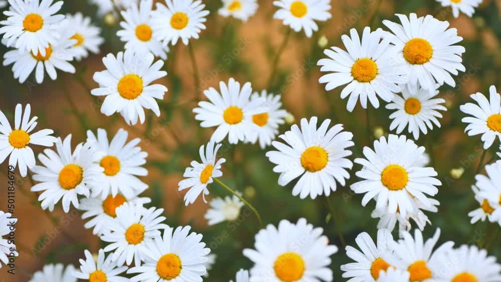 Large field daisies on a summer day in the field. Large field daisies on a summer day in the field.