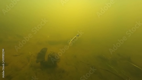 Grub fishing lure from soft plastic with double hooh and jig head in action underwater. photo