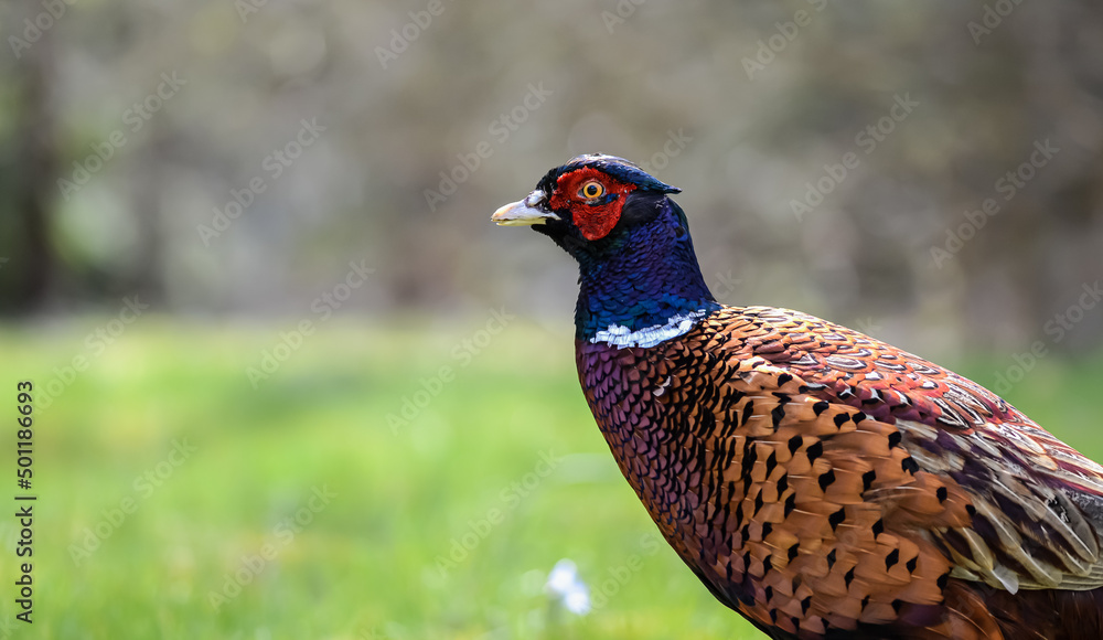 Fototapeta premium Side view of a male pheasant