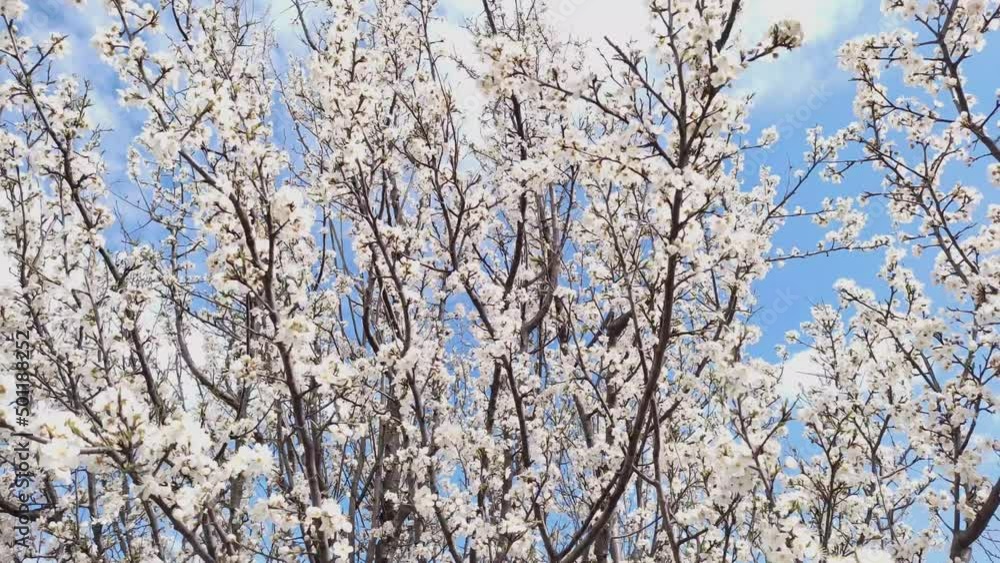Flowering of plum or cherry plum. High quality 4k footage Flowering of plum or cherry plum. High quality 4k footage