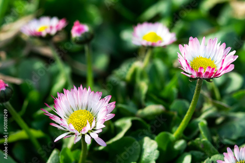 Small daisy flowers on a background of green leaves. Beautiful spring primroses in a clearing in the park