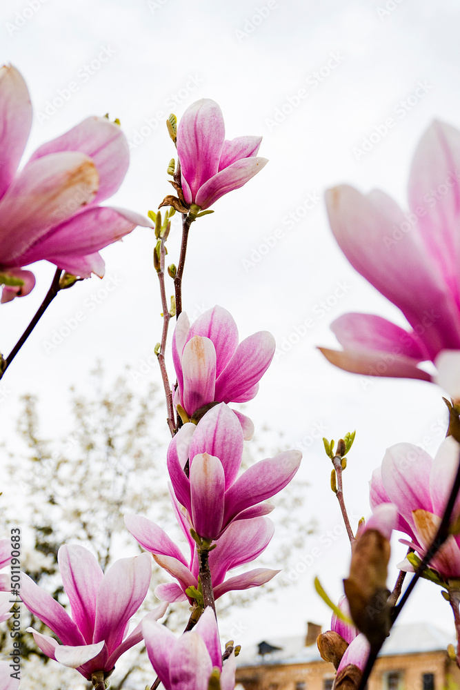 pink magnolia flowers