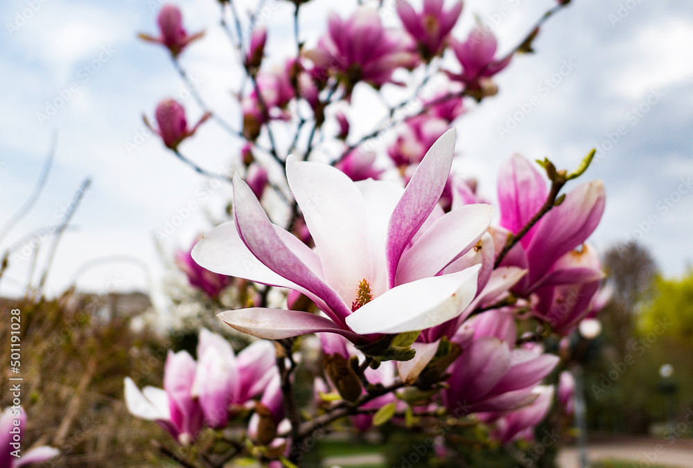 magnolia tree blossom