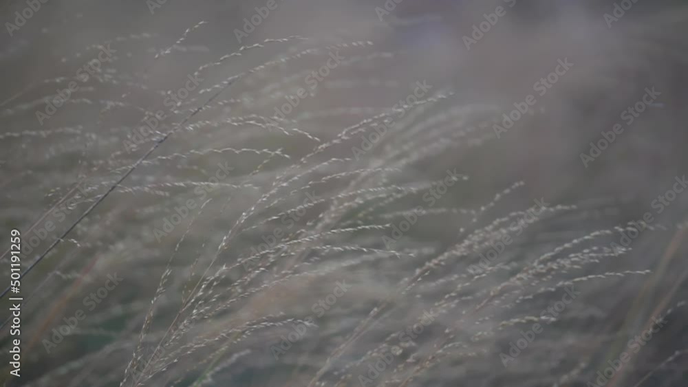 White reeds swaying with wind blow in summer evening.Grass flowers waving on mountain field,meadow in natural valley on windy day is beautiful scenery during sunset,movement of the hill environment. White reeds swaying with wind blow in summer evening.Grass flowers waving on mountain field,meadow in natural valley on windy day is beautiful scenery during sunset,movement of the hill environment.