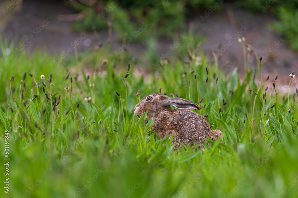 rabbit in the grass rabbit in the grass