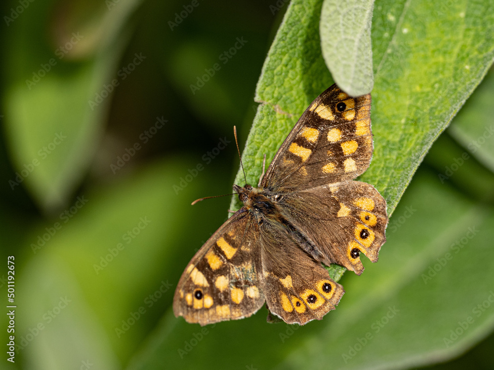 Obraz premium Schmetterling