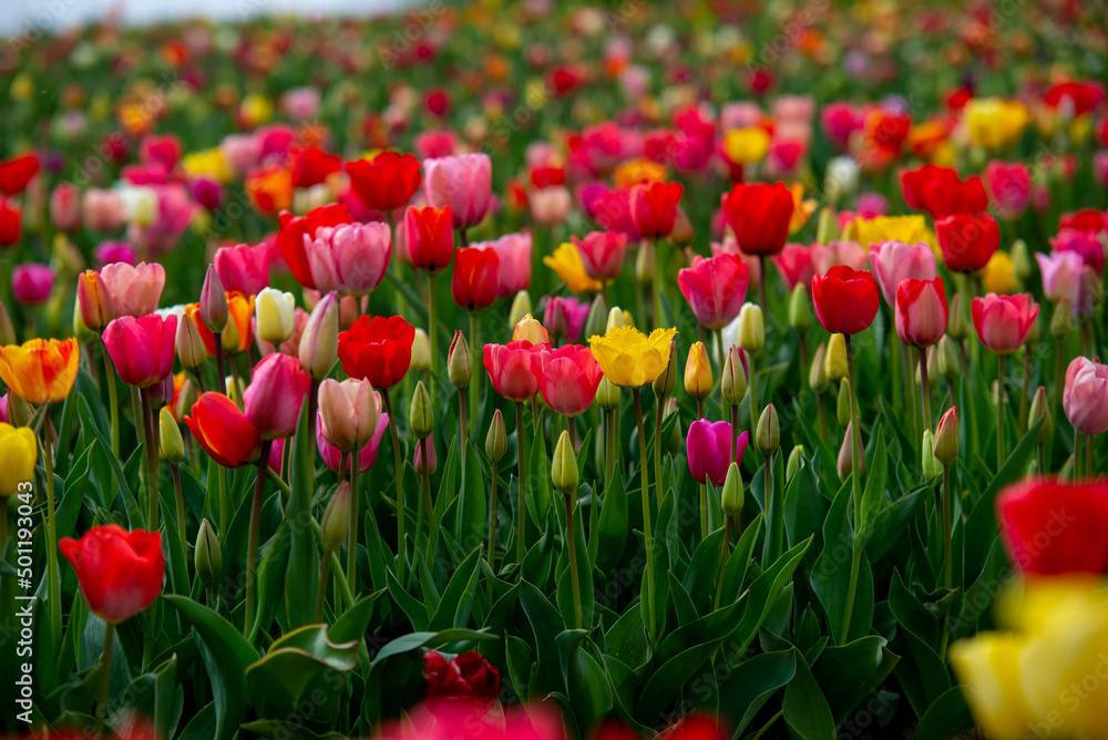 Field of many blooming pink, white, yellow and red tulips showing green stems. Close up and looking towards blue sky. Field of many blooming pink, white, yellow and red tulips showing green stems. Close up and looking towards blue sky.