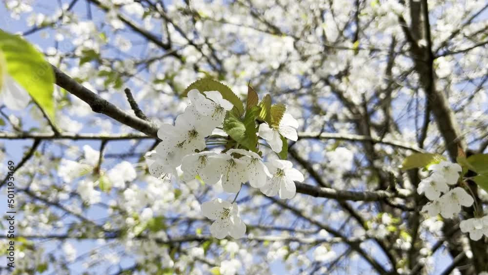 4k 60fps closeup video of a blossoming tree branch over sky backround 4k 60fps closeup video of a blossoming tree branch over sky backround
