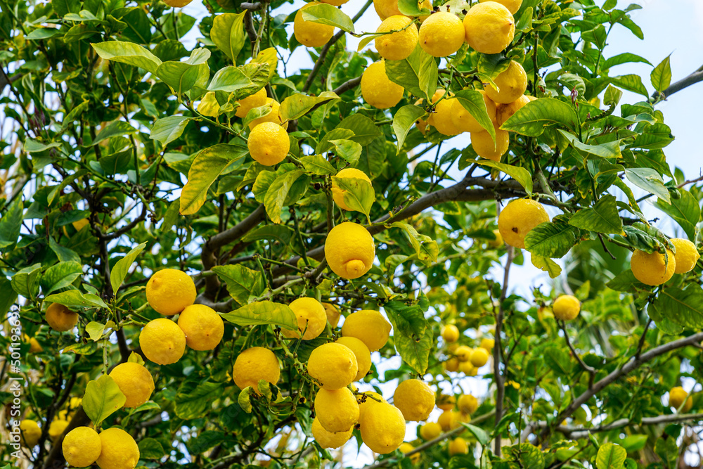 ripe fresh yellow lemon fruits on a lemon tree, blue sky background