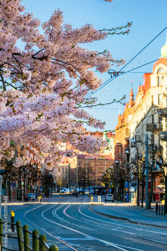 Tram tracks leading to city center with cherry blossom during early spring in Gothenburg Sweden
