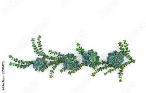 Green blue succulents on a white background with space for text. Top view, flat lay