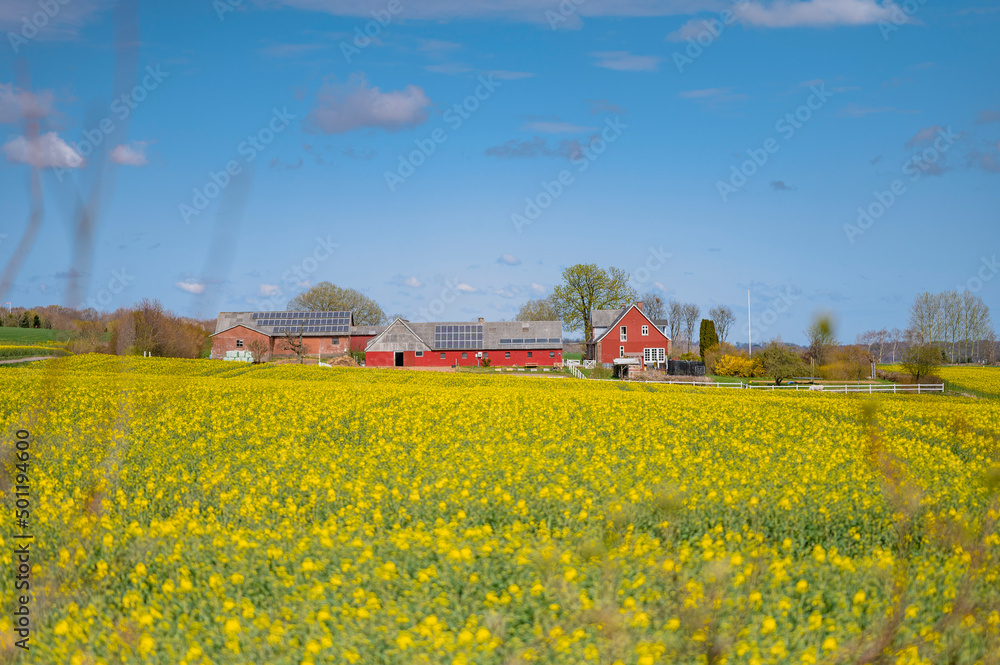 field of rapeseed