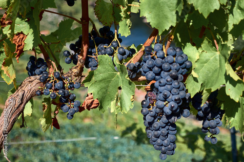 фотографія To the right of the image is a bunch of red grapes on a vine
