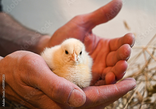 little yellow chicks in rough male hands
