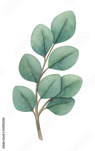 Watercolor illustration of a sprig of eucalyptus with leaves . Delicate green stem with dried flower foliage. Boho clipart of a withered plant isolated on a white background. Handpainted Botany