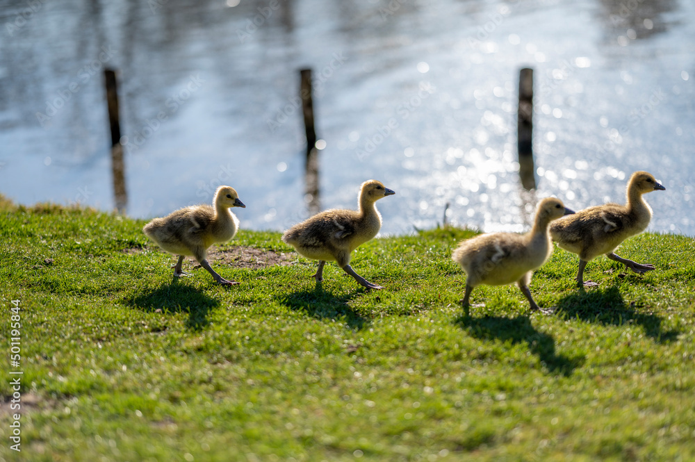 Obraz premium geese in the park