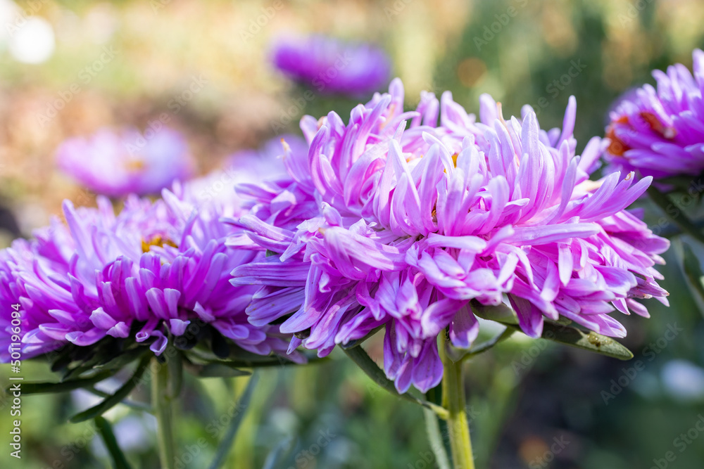 pink aster in the foreground close-up with shallow depth of field. blurred background pink aster in the foreground close-up with shallow depth of field. blurred background