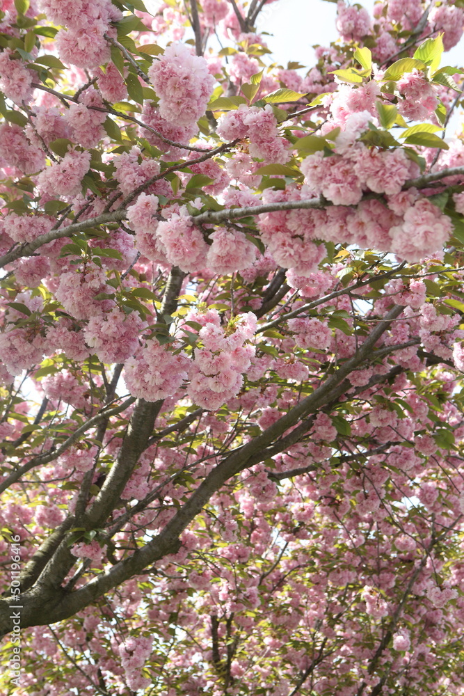 Blooming sakura in the botanical garden Blooming sakura in the botanical garden
