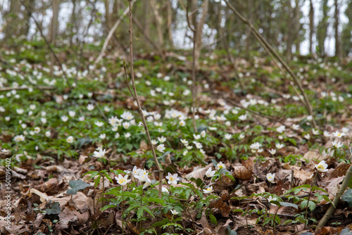 Anemone white flowers blooming in spring in a forest