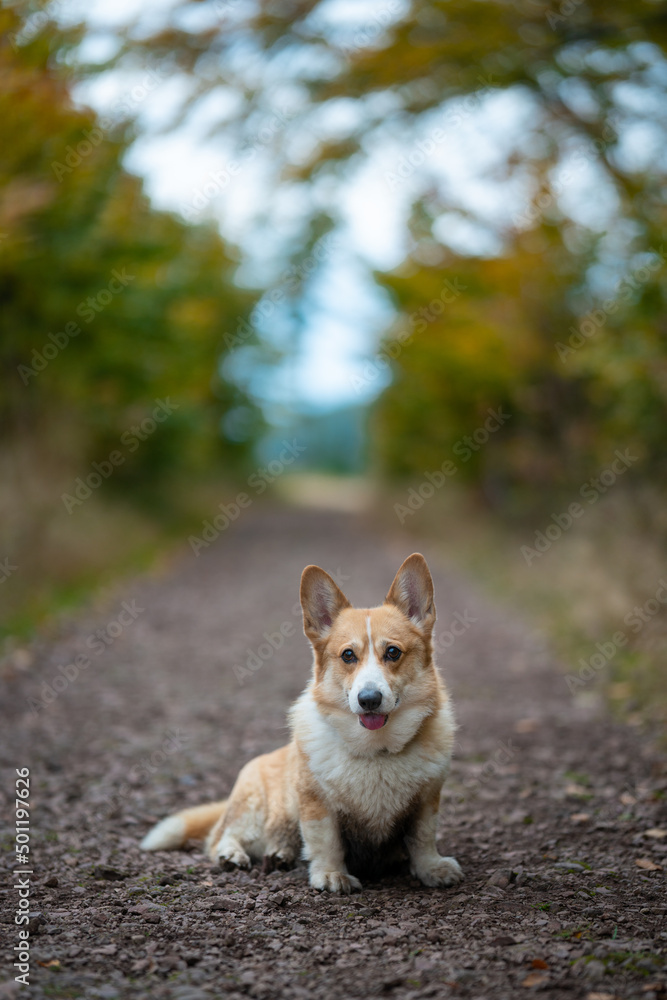 A happy Welsh Corgi Pembroke dog sits on the road. In the background, delicate autumn colors. A happy Welsh Corgi Pembroke dog sits on the road. In the background, delicate autumn colors.