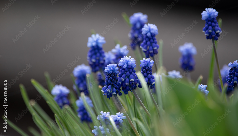 Fototapeta premium Muscari armeniacum blue flowers in the garden on a dark background. Beautiful spring flowers in the garden.
