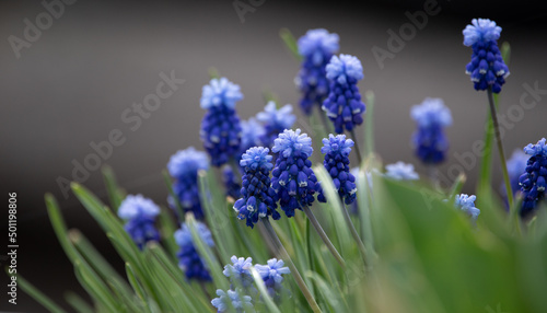 Muscari armeniacum blue flowers in the garden on a dark background. Beautiful spring flowers in the garden.