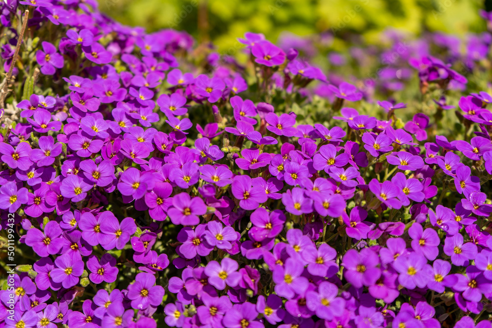 Closeup on vibrant coloured flowers in purple, Aubrieta Cascade Blue, flowering plants called Rock Cress growing in the garden in spring, ground cover cascading plant. Closeup on vibrant coloured flowers in purple, Aubrieta Cascade Blue, flowering plants called Rock Cress growing in the garden in spring, ground cover cascading plant.