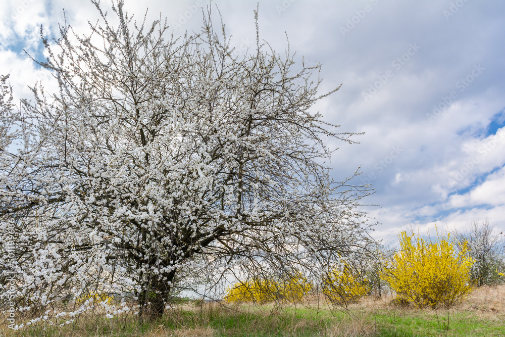 Prunus cerasifera. Fruit tree with white spring blossom in the garden Prunus cerasifera. Fruit tree with white spring blossom in the garden