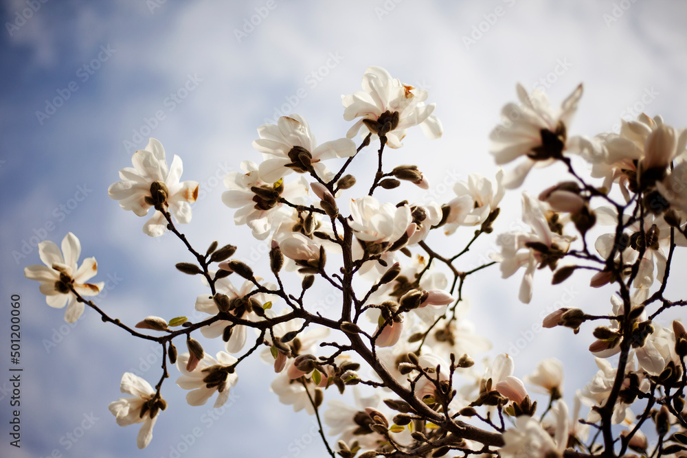 blossoming tree