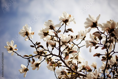 blossoming tree © ZUZANA