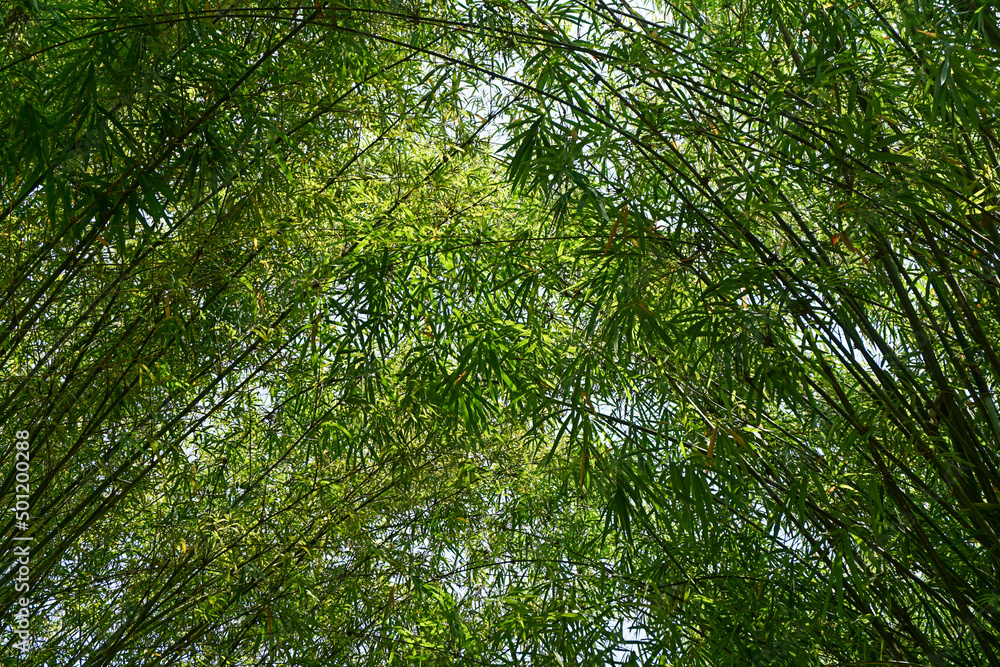 Obraz premium Sky fully covered with bamboo