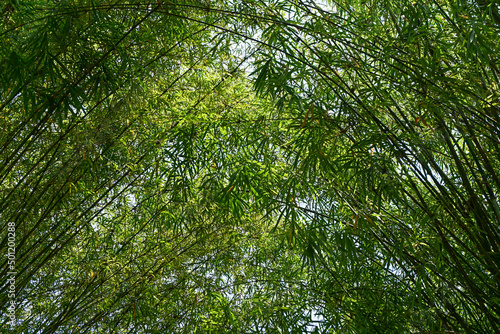 Sky fully covered with bamboo