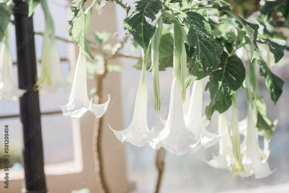 Indian wedding decor Stock Photo | Adobe Stock