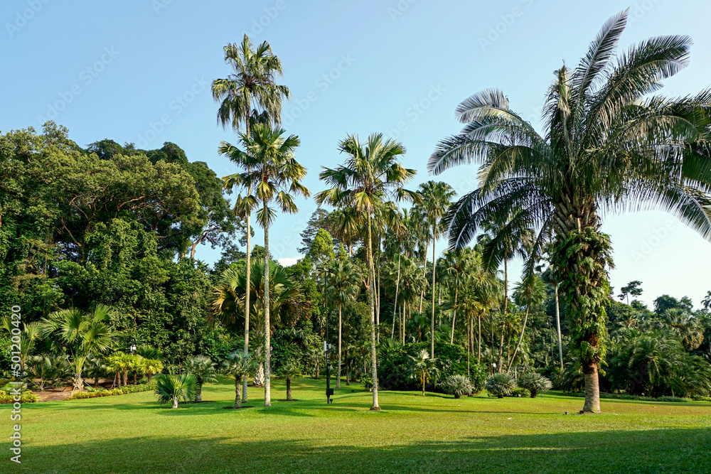 Landscape view of Singapore Botanic Gardens