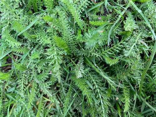 green grass background  fern