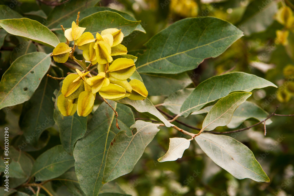 galho do pé de mufumbo (ou mofumbo) com folhas e flores galho do pé de mufumbo (ou mofumbo) com folhas e flores