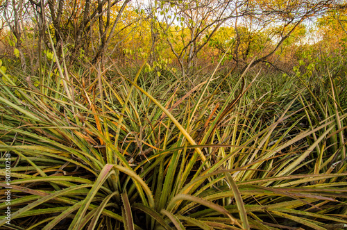 bromélia conhecida como macambira na caatinga, floresta típica do nordeste do brasil photo