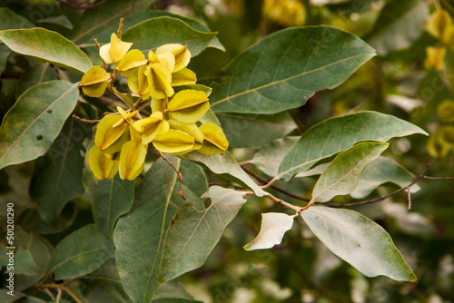 galho do p   de mufumbo  ou mofumbo  com folhas e flores 