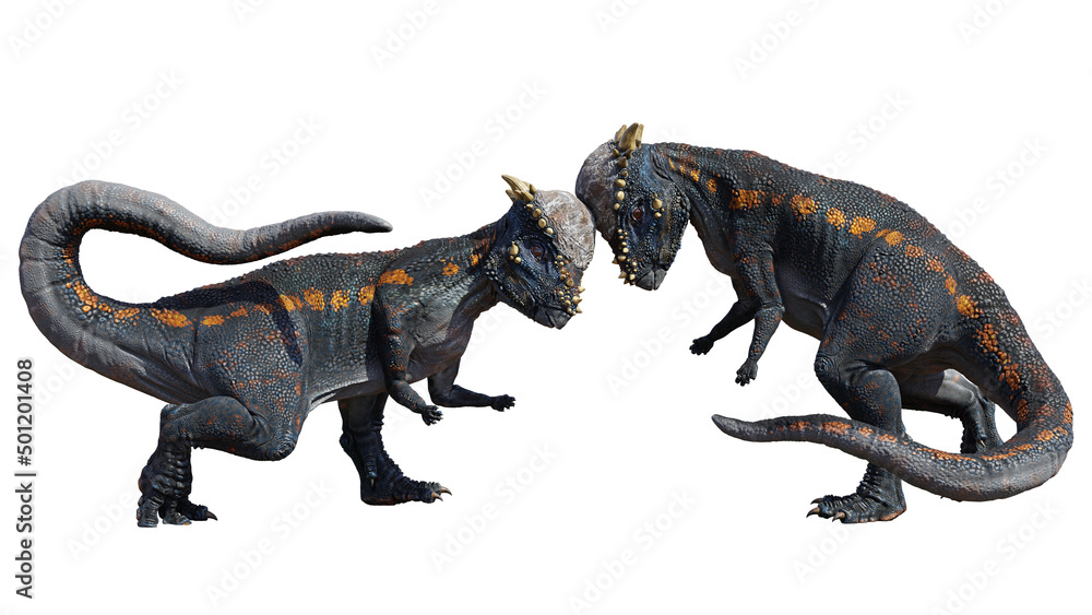 Pachycephalosaurus, dinosaurs head-butting each other, isolated on white background Pachycephalosaurus, dinosaurs head-butting each other, isolated on white background
