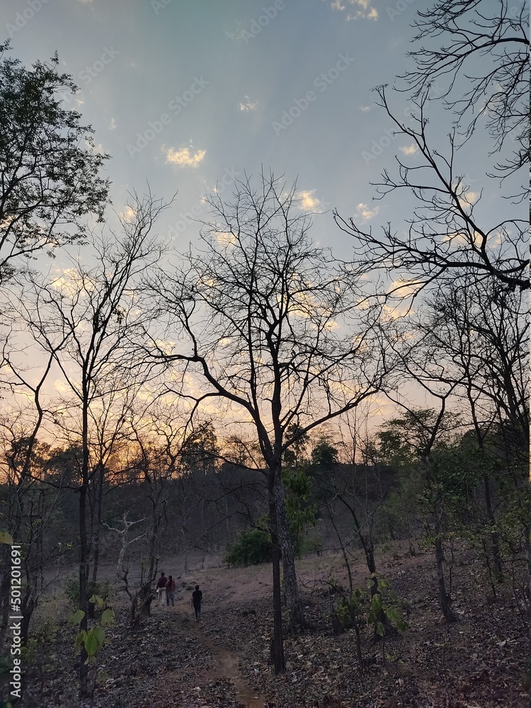 Obraz premium tree at sunset